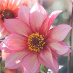 Dahlia Waltzing Mathilda