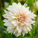 Dahlia Café áu Lait 