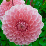Dahlia Romance