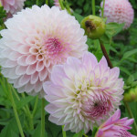 Dahlia Sefton Silvertop