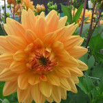 Dahlia Noordwijks Glorie