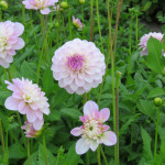 Dahlia Janick's Symphony