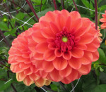 Dahlia Orange Girl
