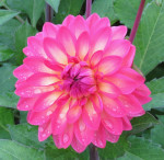 Dahlia Ellen Nauta