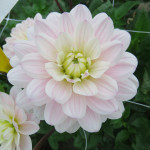 Dahlia Silver Years