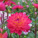 Dahlia Kilburn Glow