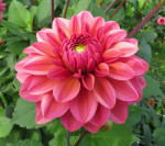 Dahlia Salmon Runner
