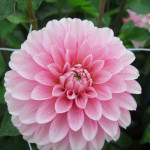 Dahlia Strawberry Cream
