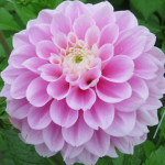 Dahlia Sweet Love