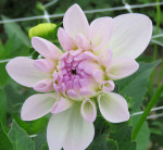 Dahlia Eveline