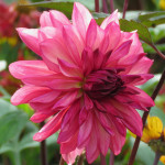 Dahlia Bacardi