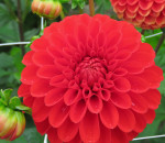 Dahlia Salsa