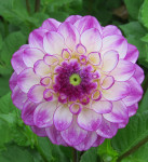 Dahlia Dreaming Maid