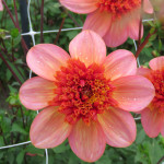 Dahlia Totally Tangerine