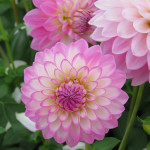 Dahlia Arbatax