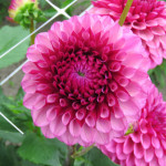 Dahlia Jowey Veronique