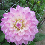 Dahlia Karma Prosperro