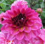Dahlia Muchacha