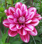 Dahlia Hemisphere