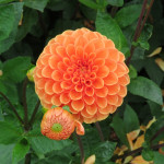 Dahlia Sylvia