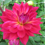 Dahlia Pinkie Swear
