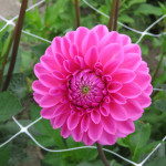 Dahlia Pink Sylvia