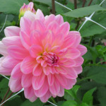 Dahlia Gerrie Hoek