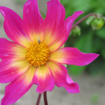 Dahlia Brigth Eyes