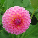 Dahlia Pink Suffusion