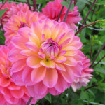 Dahlia Great Silence