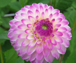 Dahlia Martina