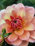 Dahlia Yelno Harmony