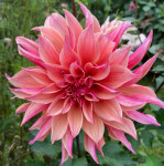 Dahlia Labyrinth