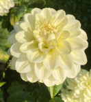 Dahlia Caramel Antique