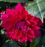 Dahlia Engelhardts Matador