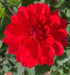 Dahlia Faith
