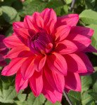 Dahlia Feline Yvonne