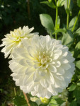 Dahlia Karma Serena