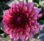 Dahlia Molly Raven