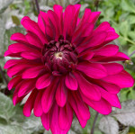 Dahlia Purple Flame