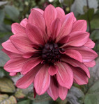 Dahlia Night Silence
