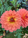Dahlia Dr. P.H. Riedell 