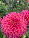 Dahlia Burlesca