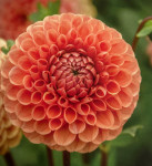 Dahlia Cornel Bronze